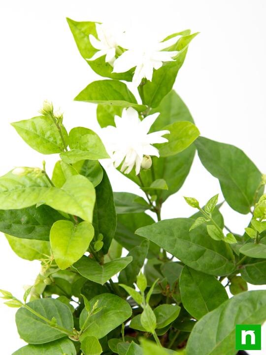 Jasminum Sambac, Mogra, Arabian Jasmine - Plant